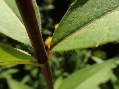 Silphium asteriscus trifoliatum