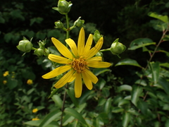 Silphium asteriscus trifoliatum