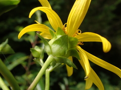 Silphium asteriscus trifoliatum