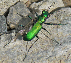 Cicindela denikei