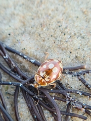 Myrrha octodecimguttata