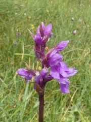 Dactylorhiza lapponica