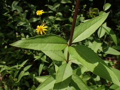 Silphium asteriscus trifoliatum
