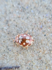 Myrrha octodecimguttata