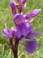 Dactylorhiza lapponica