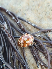 Myrrha octodecimguttata