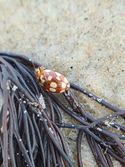 Myrrha octodecimguttata