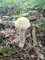 Leccinum percandidum