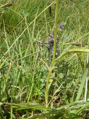 Dactylorhiza lapponica