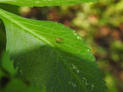 Neogriphoneura