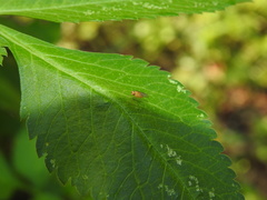 Neogriphoneura