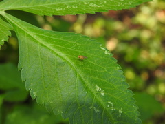 Neogriphoneura