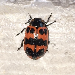 Chrysomela interrupta