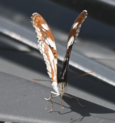 Limenitis sydyi
