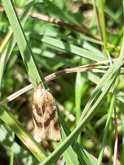 Clepsis steineriana