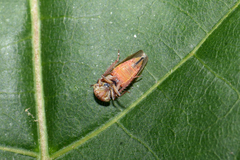 Idiocerus vicinus