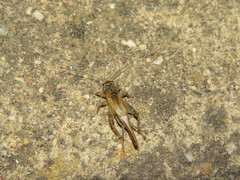 Eumodicogryllus