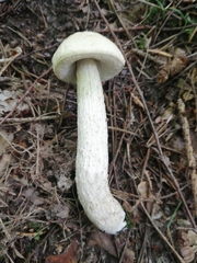 Leccinum percandidum