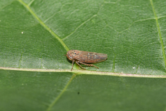 Idiocerus vicinus