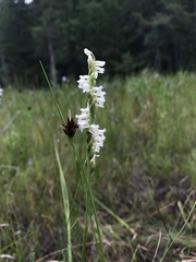 Spiranthes laciniata