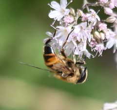 Eristalis tenax