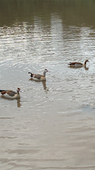 Alopochen aegyptiaca