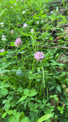 Trifolium pratense