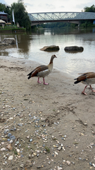 Alopochen aegyptiaca