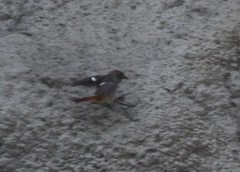 Phoenicurus auroreus