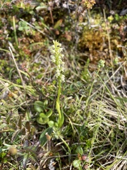 Pseudorchis straminea
