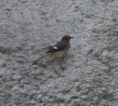 Phoenicurus auroreus