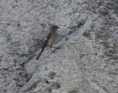 Phoenicurus auroreus