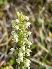 Pseudorchis straminea