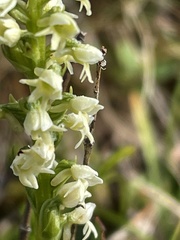 Pseudorchis straminea