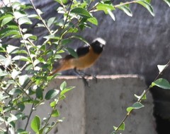 Phoenicurus auroreus