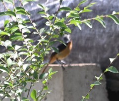 Phoenicurus auroreus