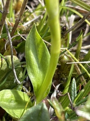 Pseudorchis straminea
