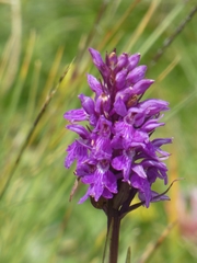 Dactylorhiza lapponica