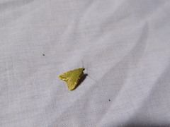 Hypsopygia fulvocilialis