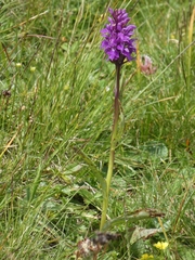 Dactylorhiza lapponica