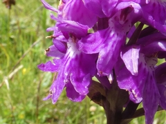 Dactylorhiza lapponica