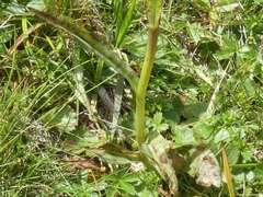Dactylorhiza lapponica