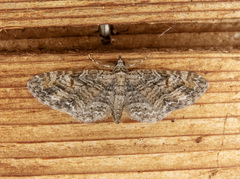 Eupithecia graefii