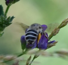Anthophora