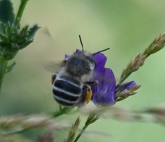 Anthophora