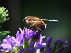 Eristalis tenax