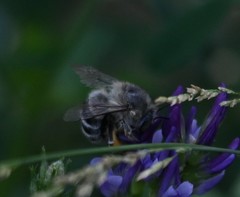Anthophora