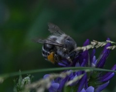 Anthophora