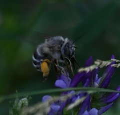 Anthophora