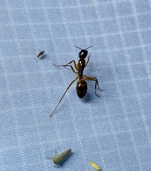 Camponotus americanus